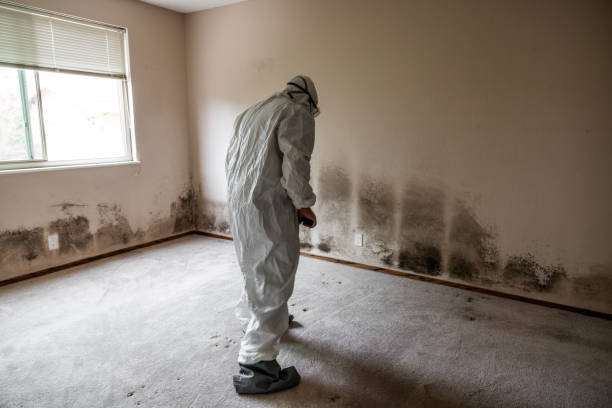 Best Residential Mold Removal  in USA